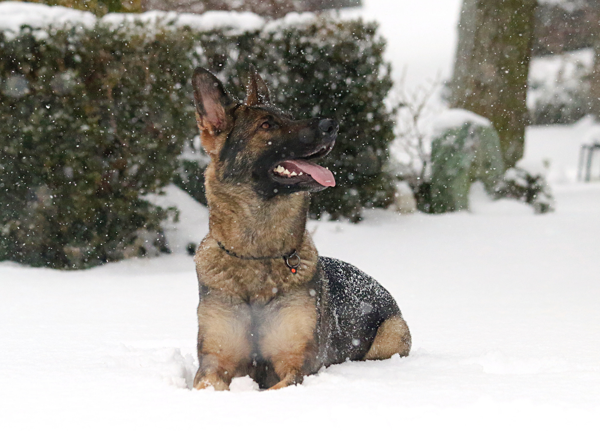Canon EF 70-300mm F4-5.6 IS USM sample photo. Chanel in the snow photography