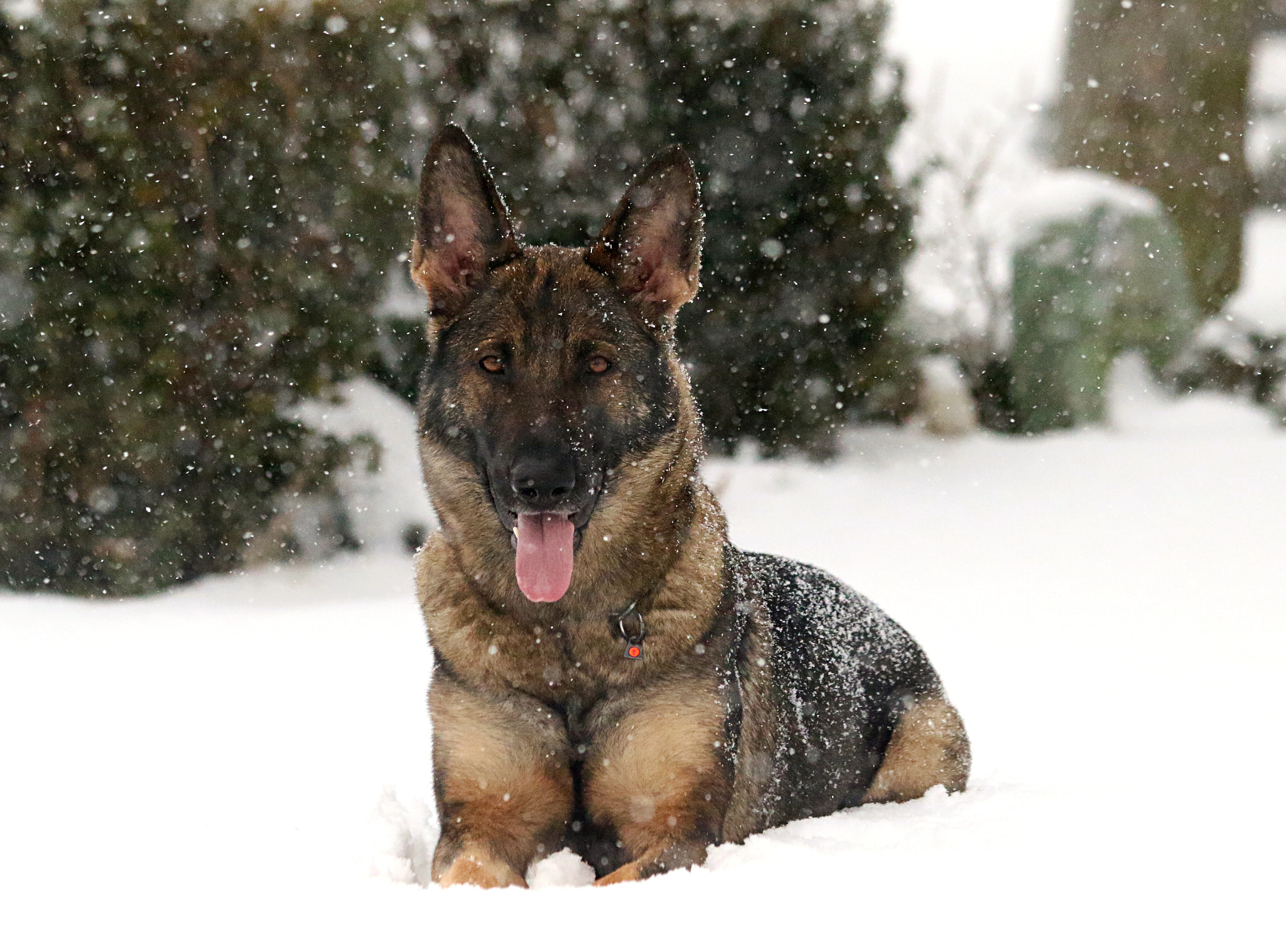Canon EOS 7D Mark II sample photo. Chanel in the snow photography