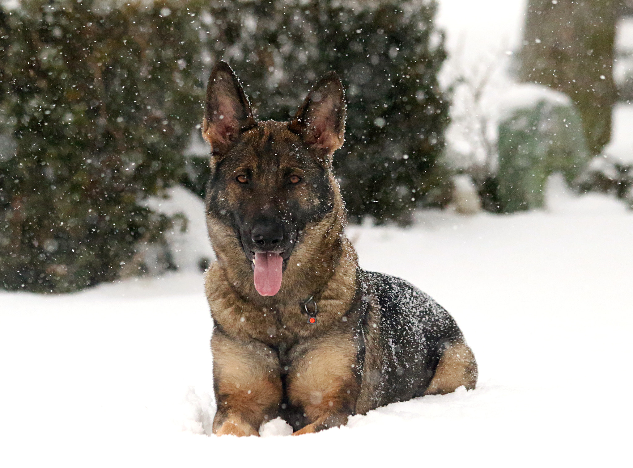 Canon EF 70-300mm F4-5.6 IS USM sample photo. Chanel in the snow photography