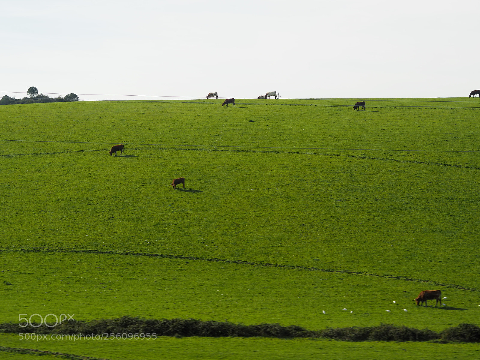 Olympus PEN E-PL7 sample photo. Meadow photography