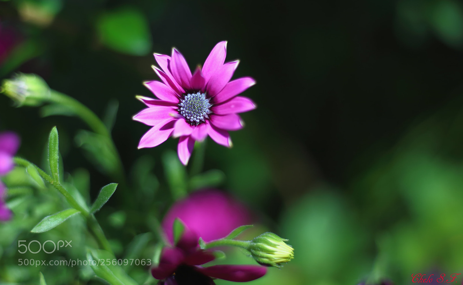 Canon EOS 6D sample photo. Untitled photography