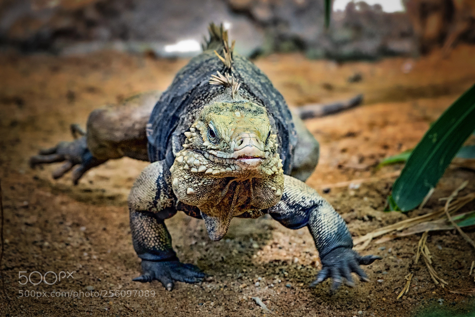 Nikon D610 sample photo. Varan photography