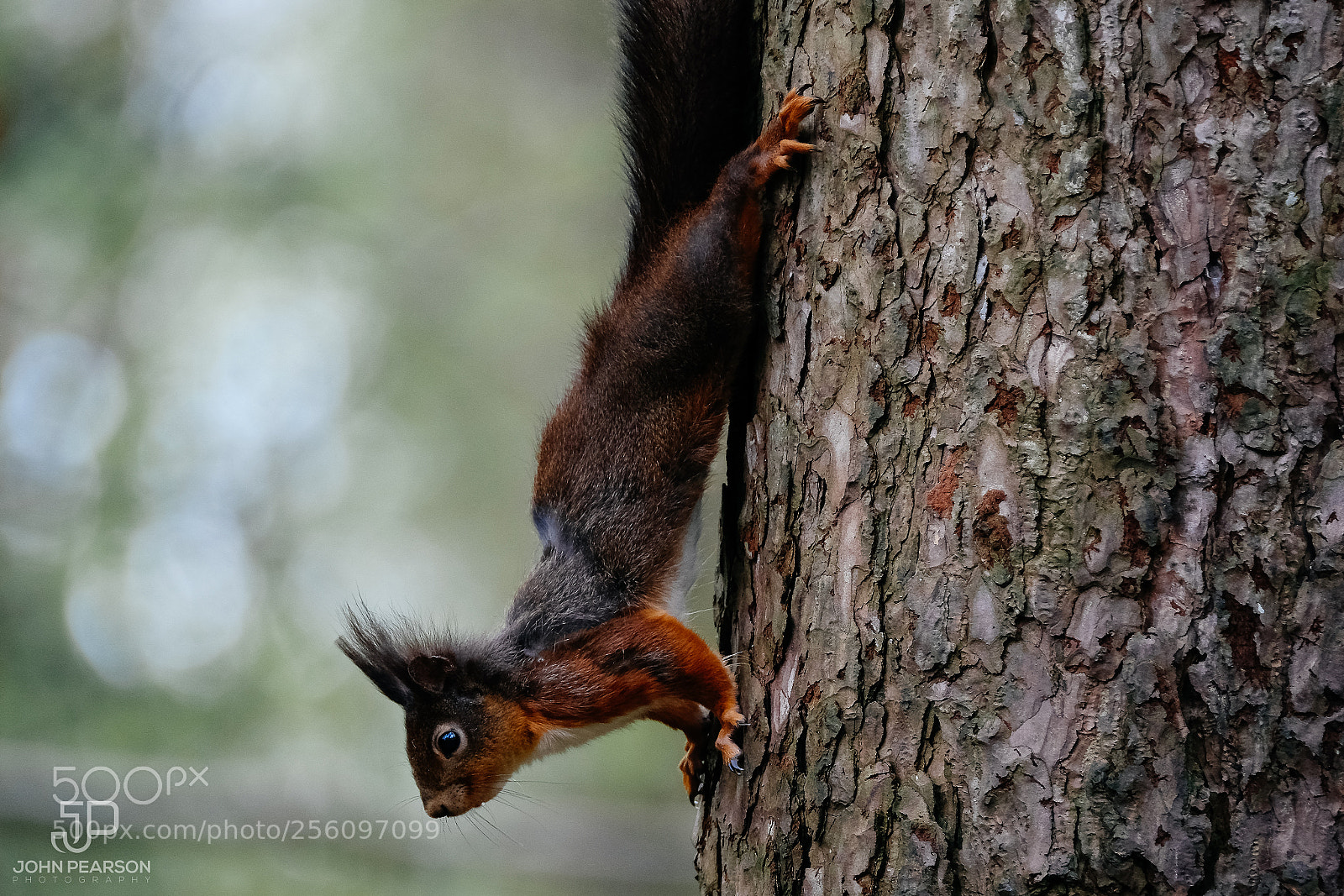 Fujifilm X-T2 sample photo. Red squirrel photography