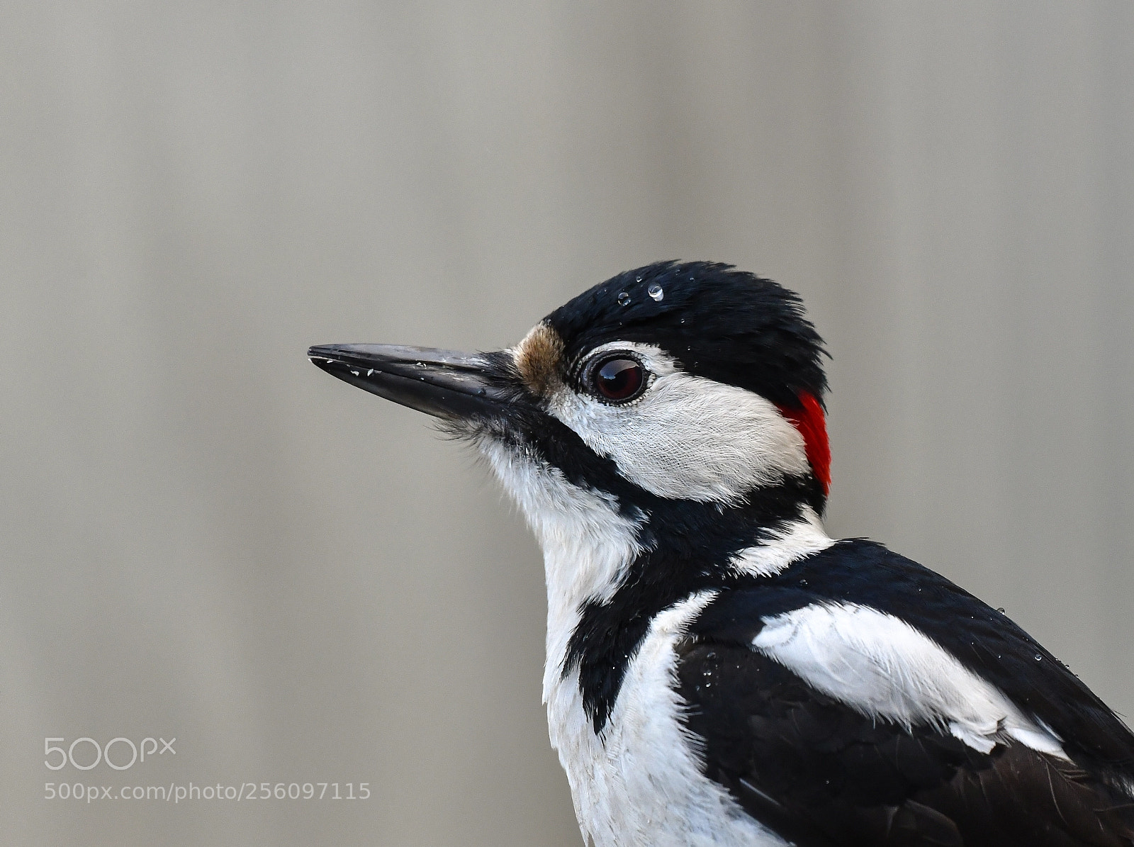 Nikon D850 sample photo. Portrait of a woodpecker photography
