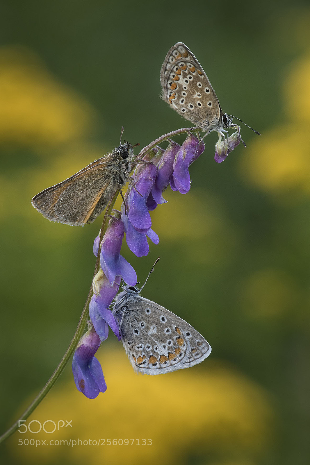 Canon EOS 7D Mark II sample photo. Trio butterfly photography