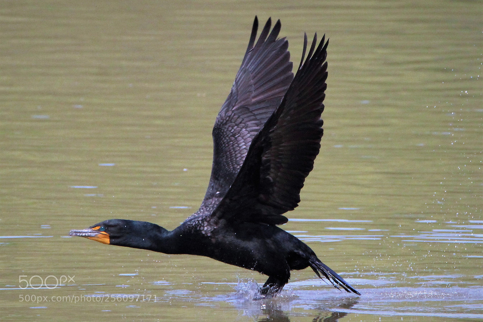 Canon EOS 1200D (EOS Rebel T5 / EOS Kiss X70 / EOS Hi) sample photo. Cormorant photography
