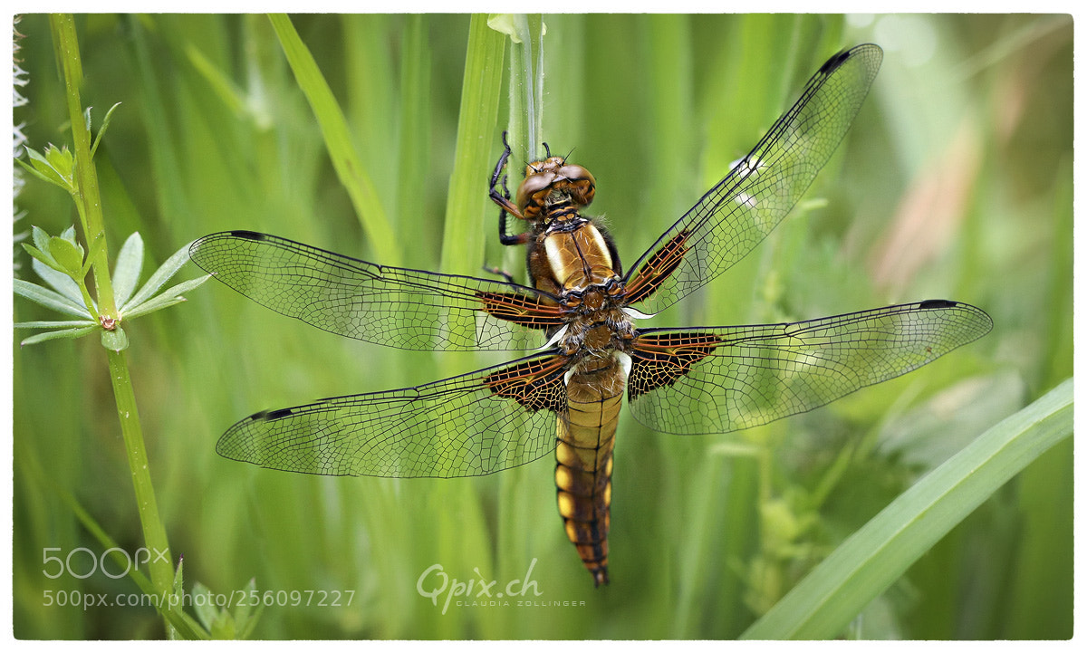 Canon EOS 80D sample photo. Libelle dragonfly photography