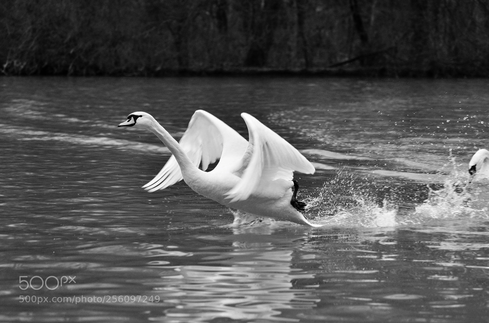 Nikon D7000 sample photo. Untitled photography