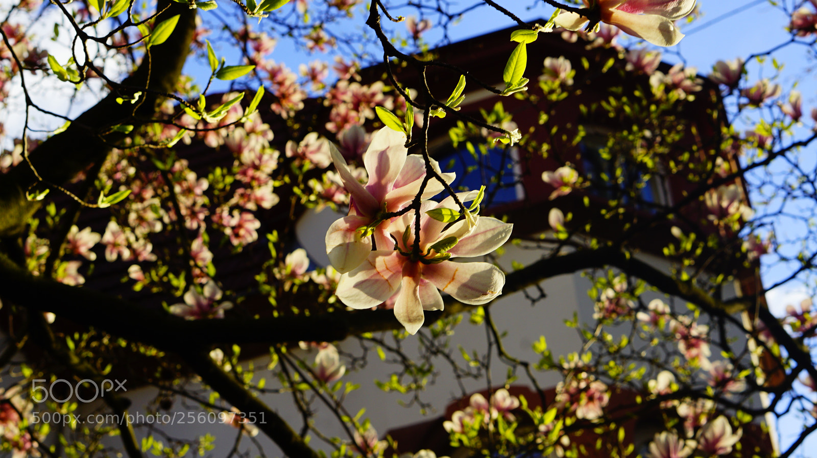 Sony a5100 sample photo. Flower photography