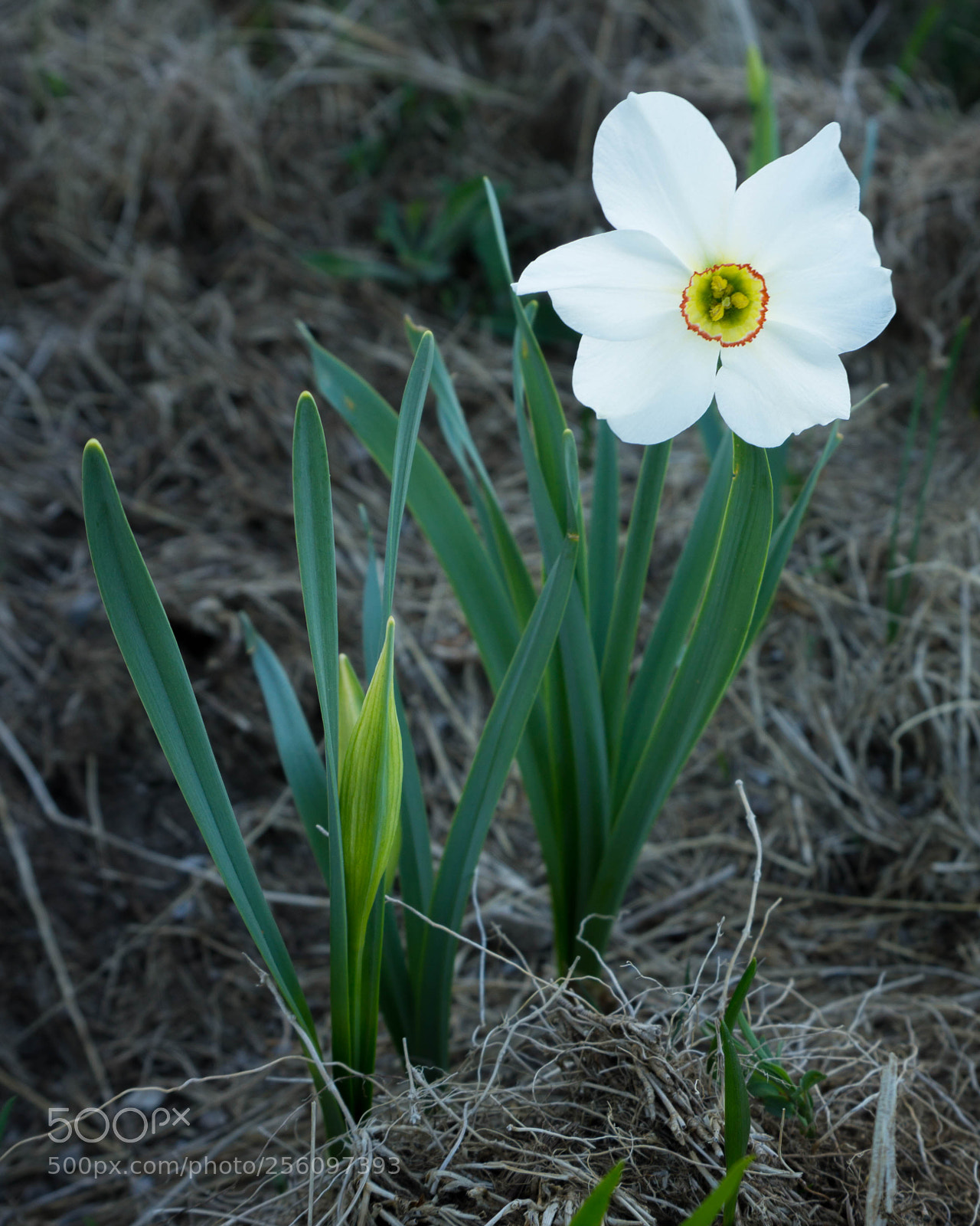 Sony a6000 sample photo. Early jonquil photography