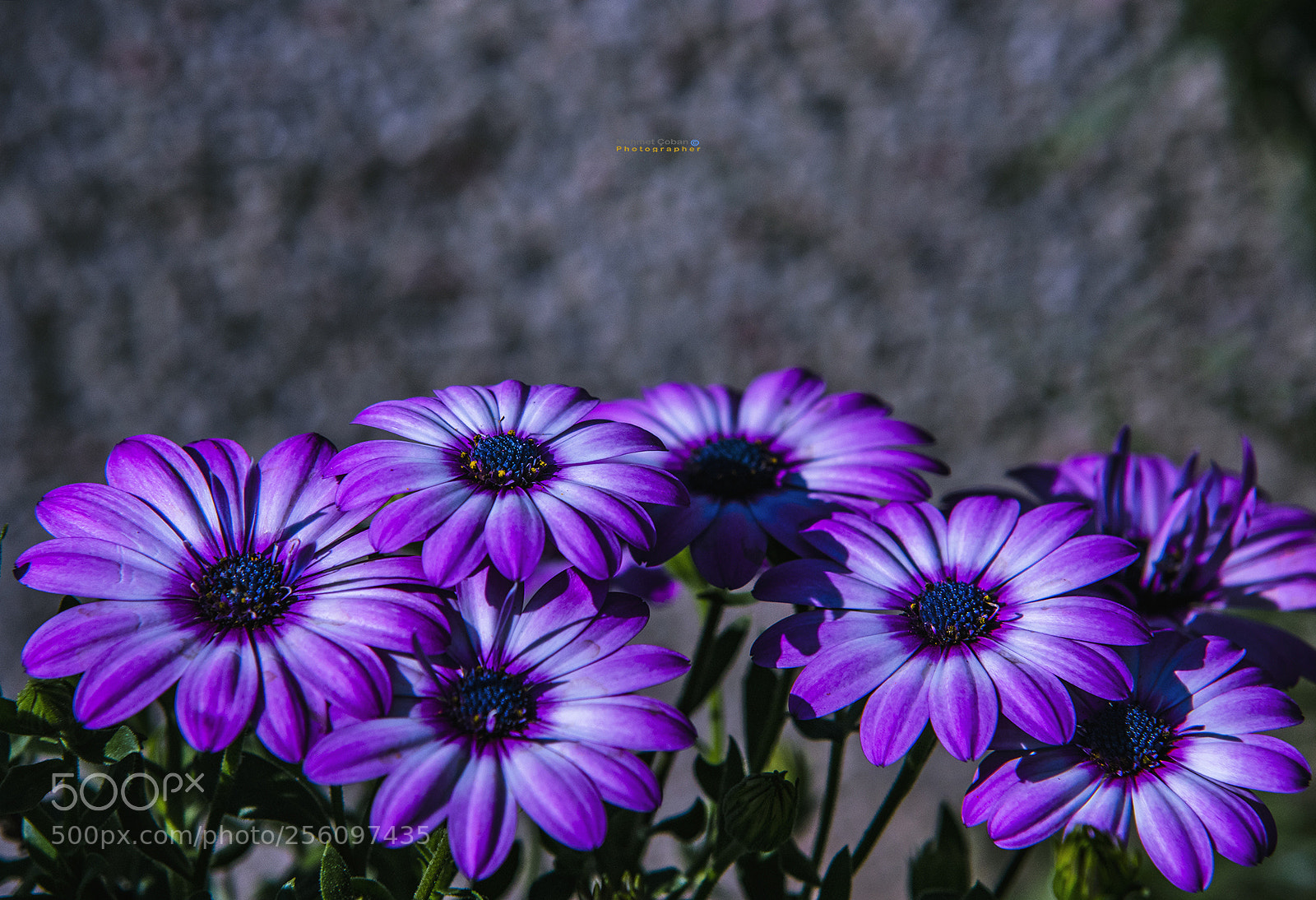 Pentax K-3 II sample photo. Flowers photography