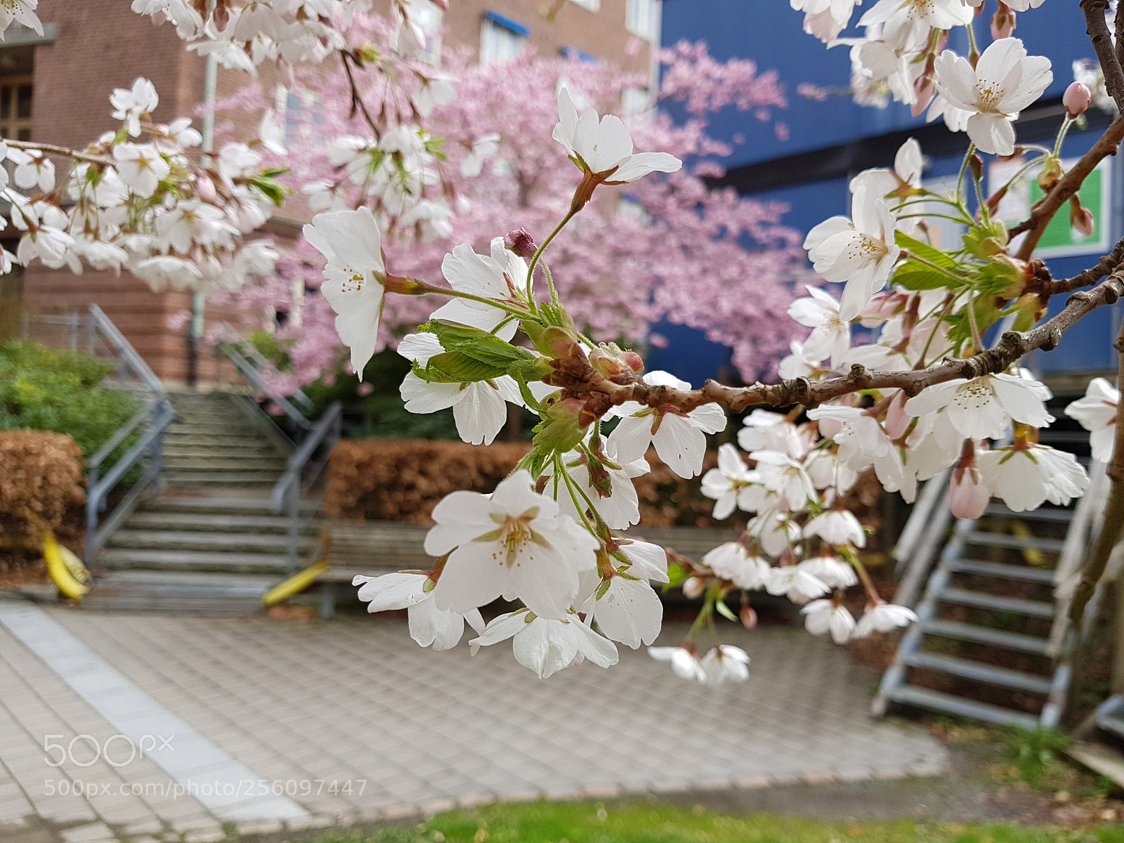 Samsung Galaxy S7 sample photo. Two colors photography