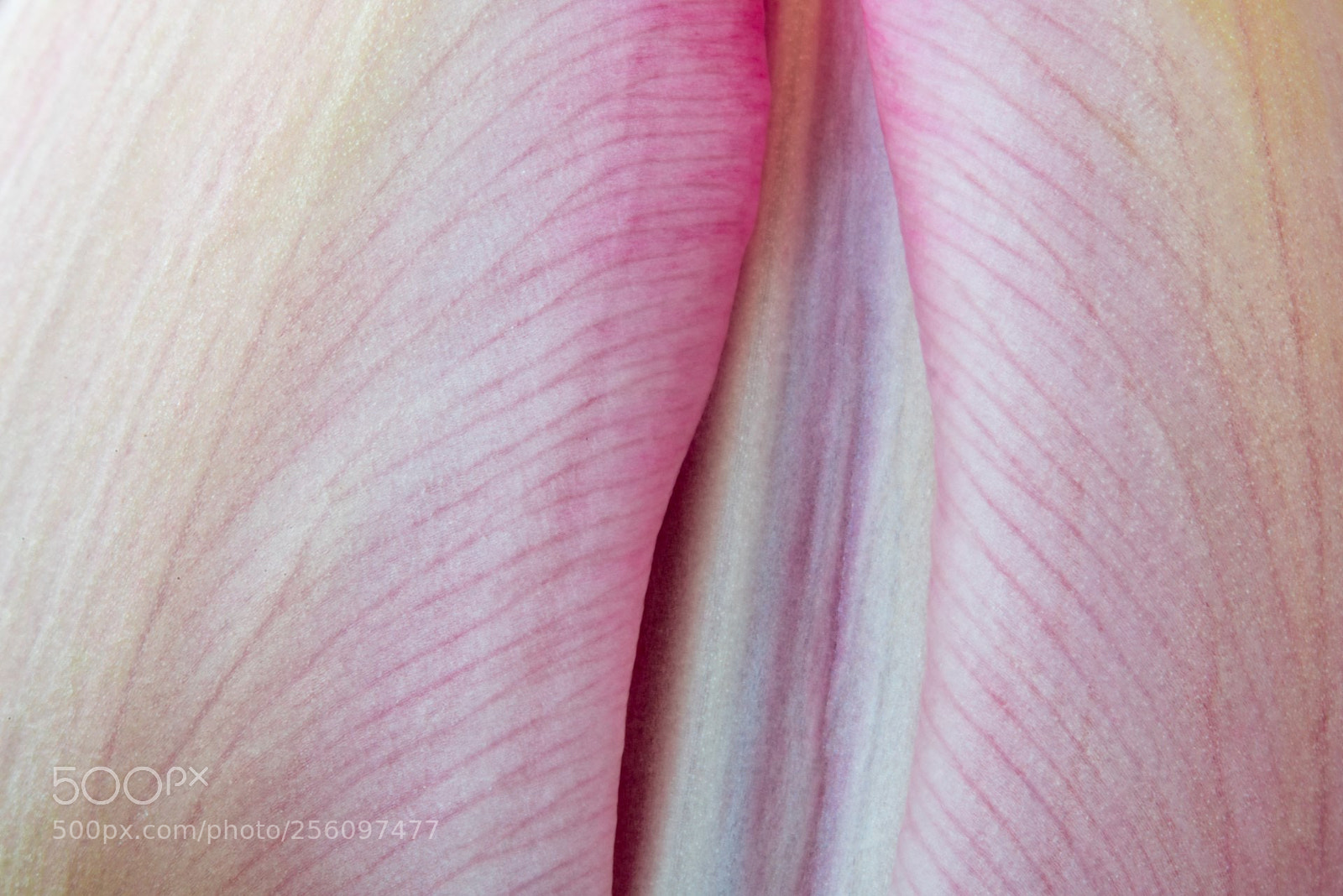 Sony a99 II sample photo. Tulip photography