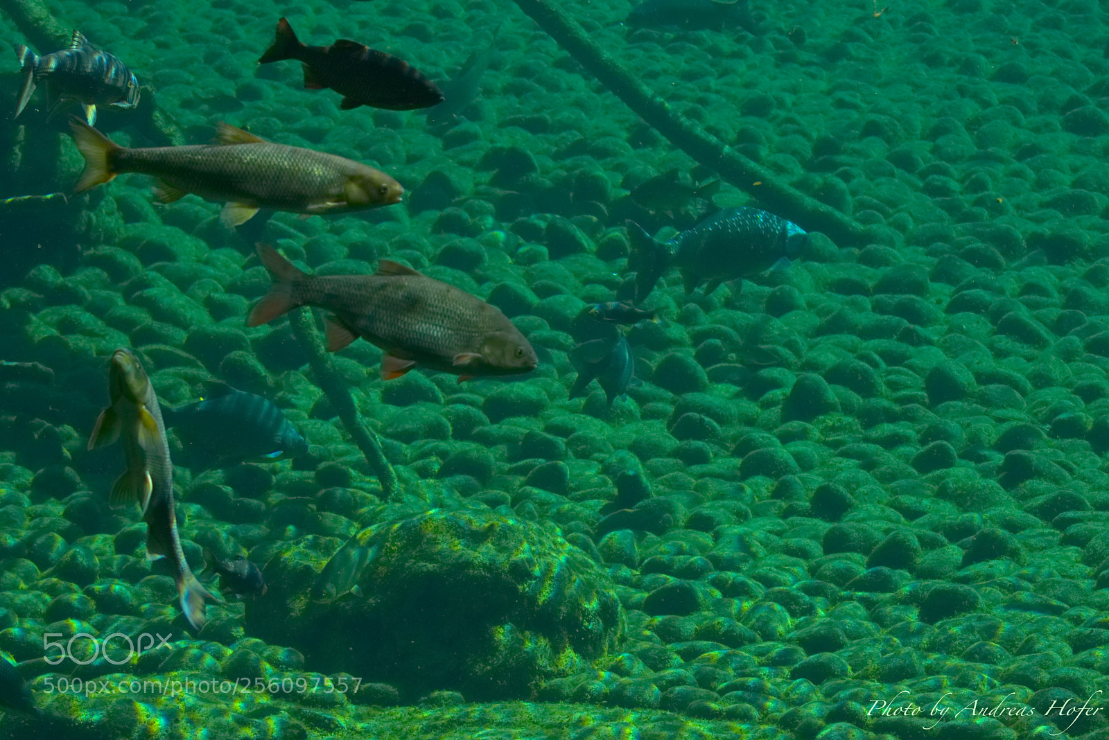 Sony a6000 sample photo. Aquarium photography