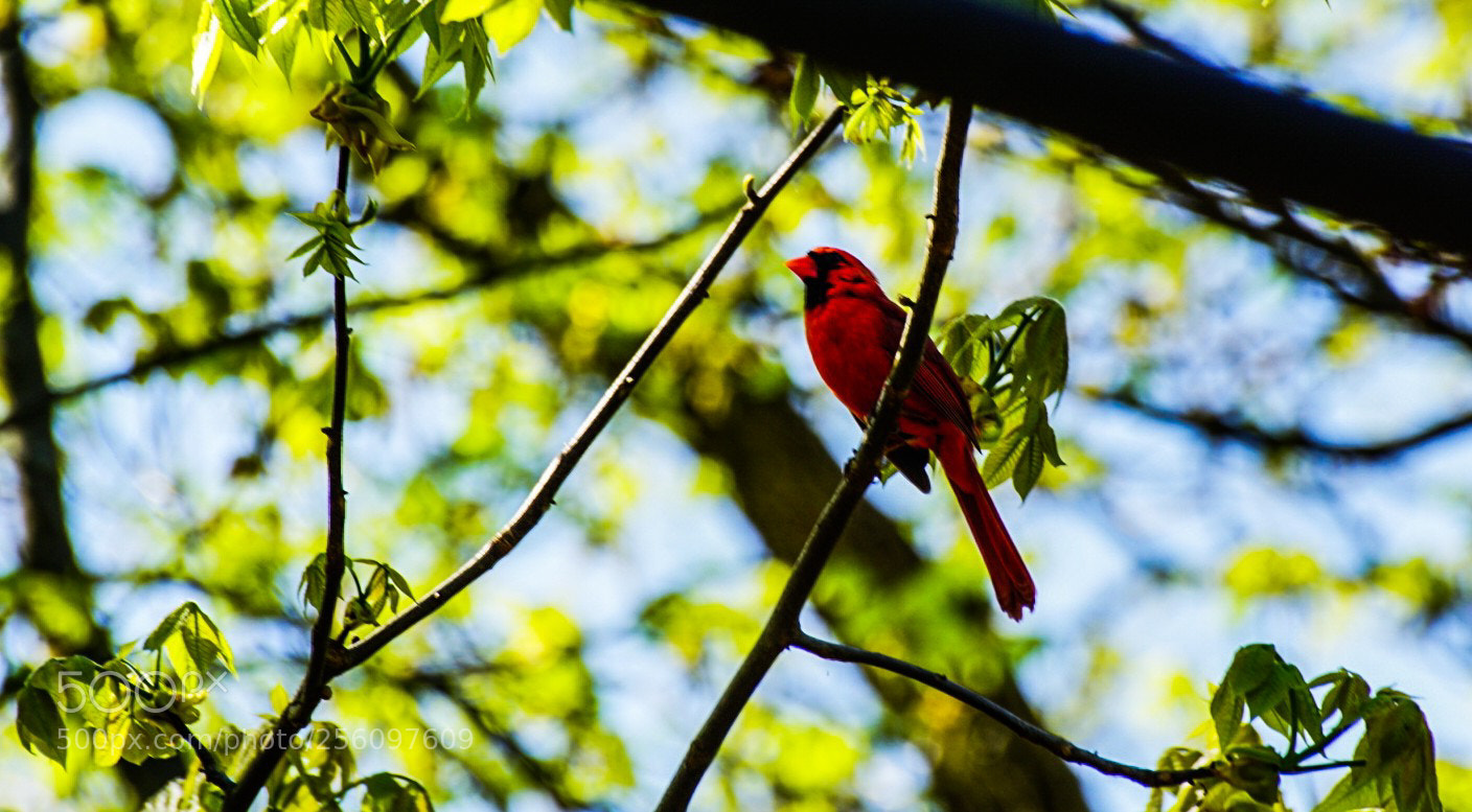 Sony a6000 sample photo. Cardinal on watch 1 photography