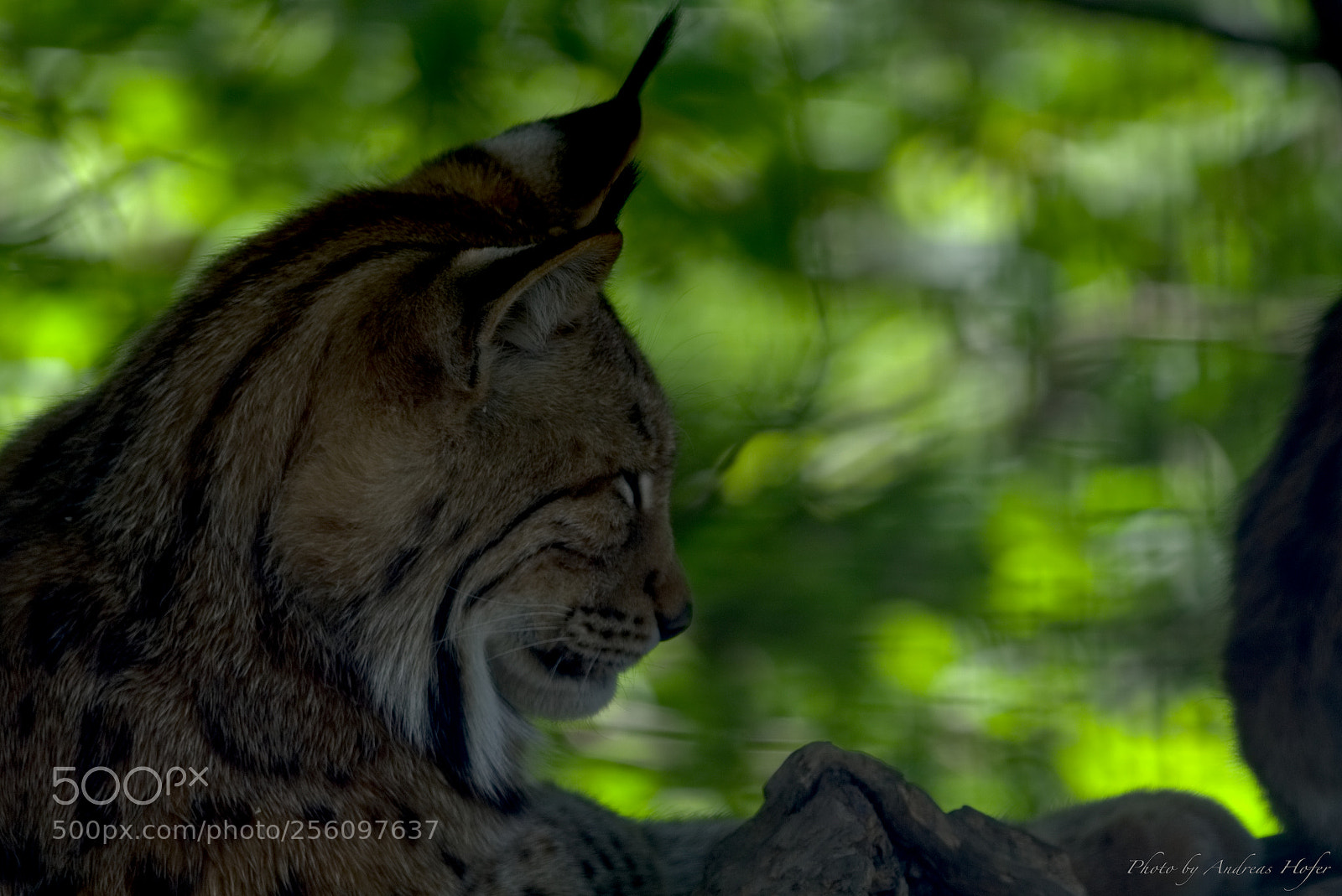 Sony a6000 sample photo. Luchs photography
