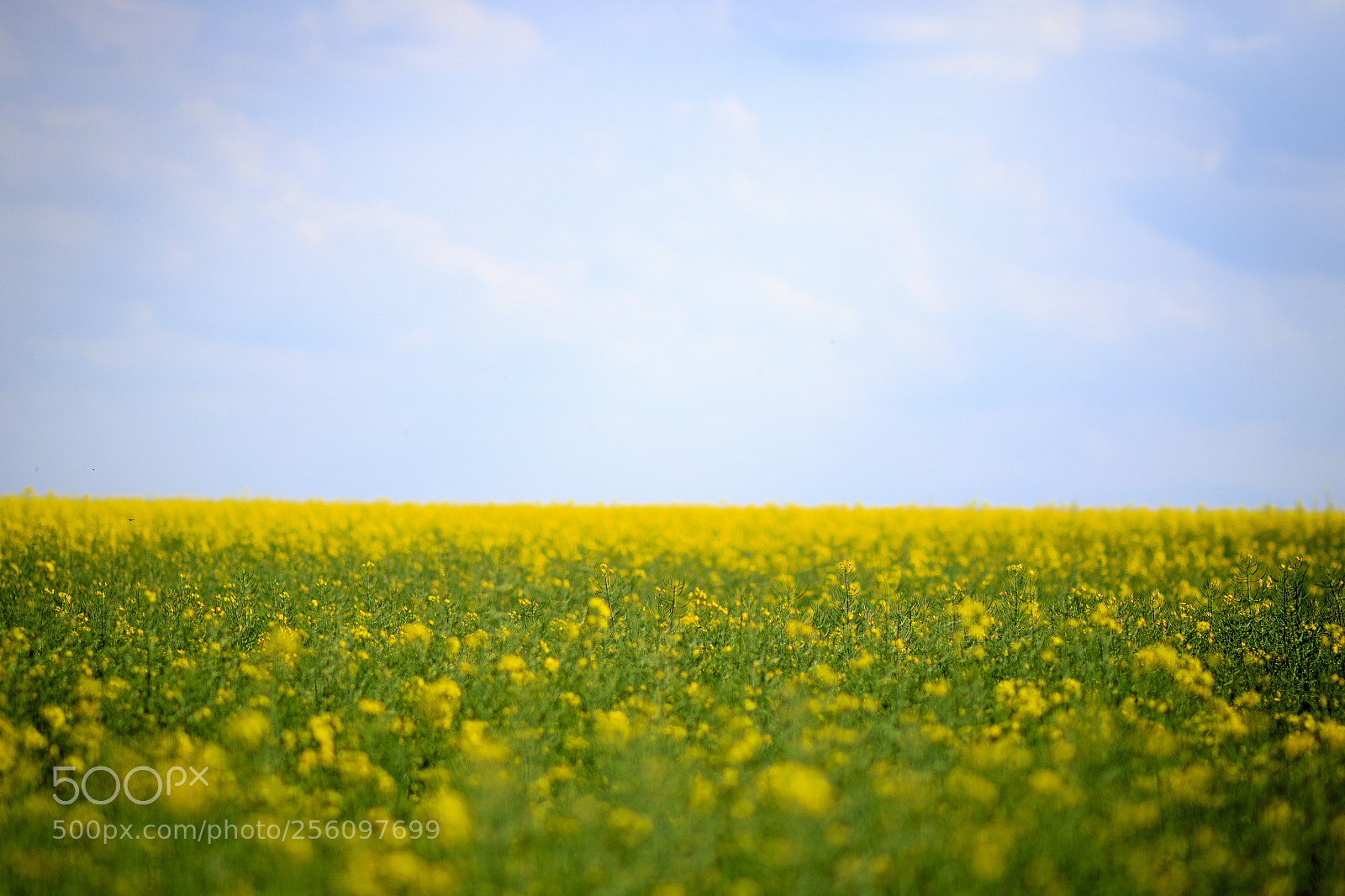 Canon EOS 7D Mark II sample photo. Summer photography
