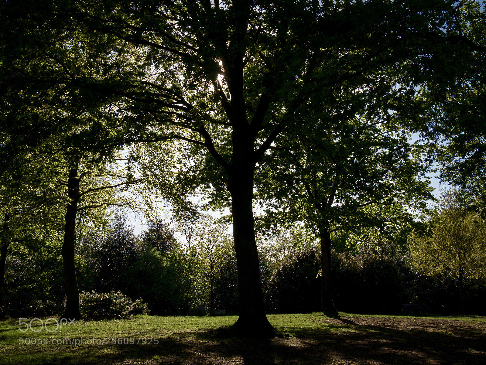 Panasonic Lumix DMC-G85 (Lumix DMC-G80) sample photo. Casting shadows photography