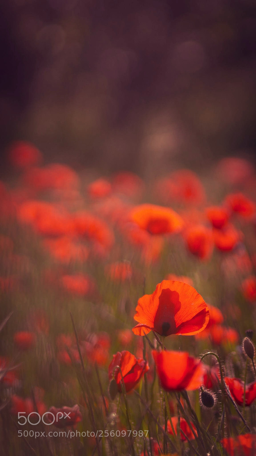 Sony SLT-A58 sample photo. A sea of red photography