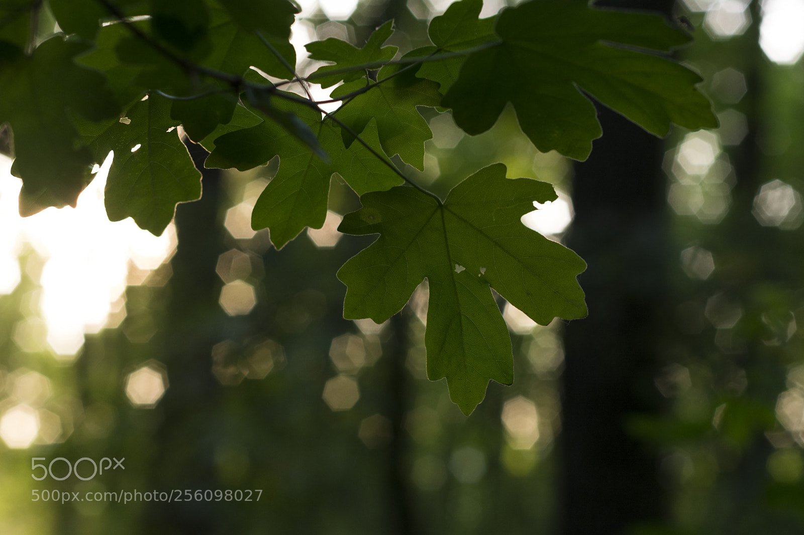 Nikon D7100 sample photo. Sunset in the forest photography