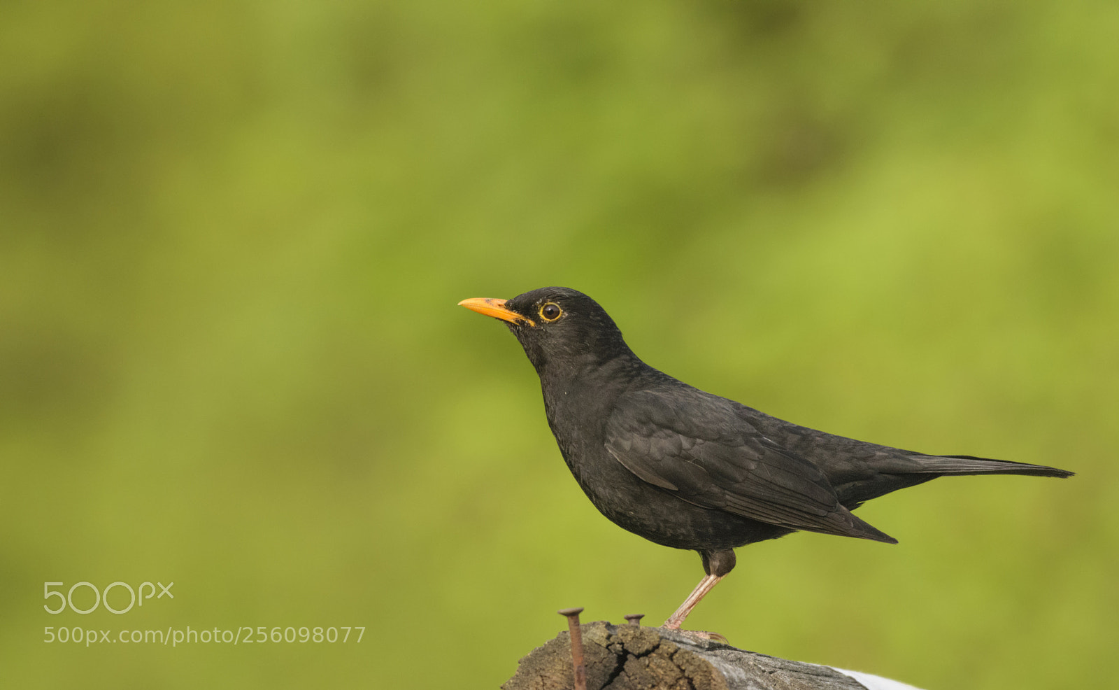 Nikon D3300 sample photo. Common blackbird photography