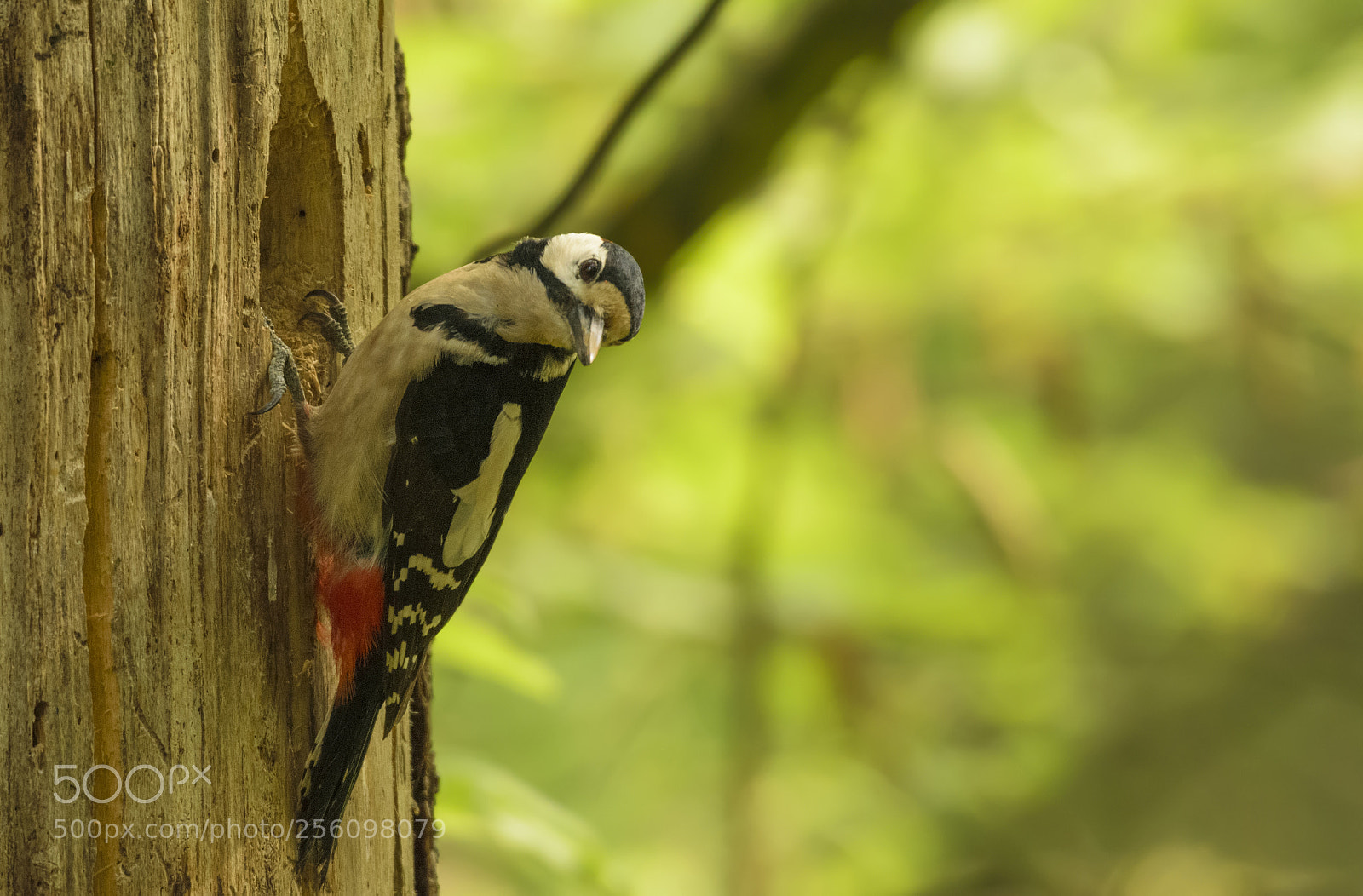 Nikon D3300 sample photo. Great spotted woodpecker photography