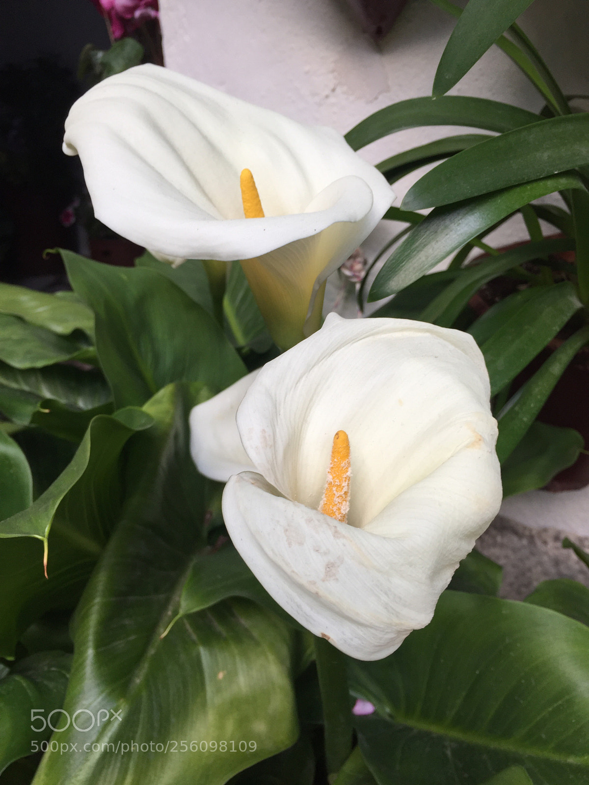 Apple iPhone 6 sample photo. Untitled photography