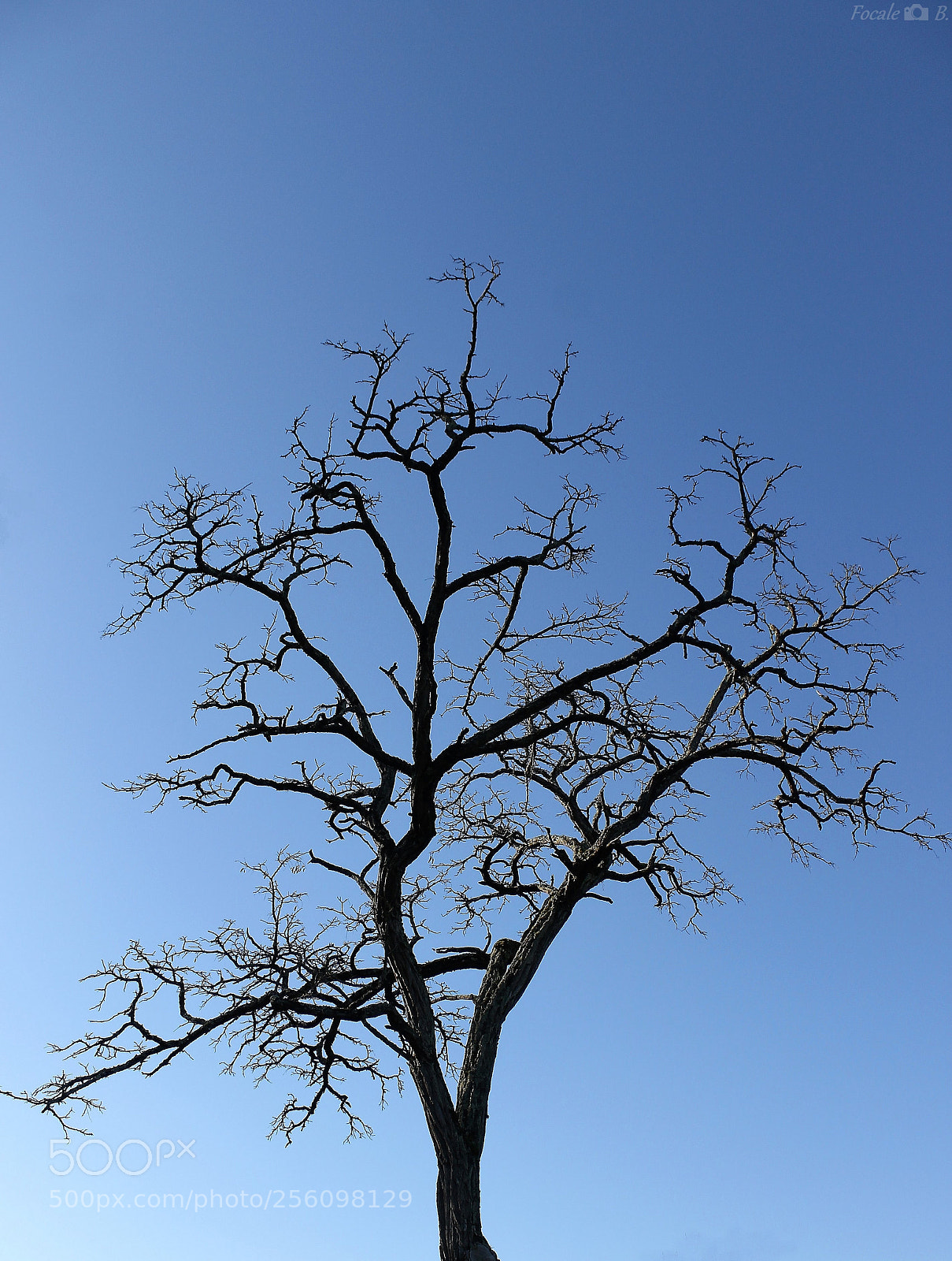 Canon EOS 1100D (EOS Rebel T3 / EOS Kiss X50) sample photo. Alone in the blue photography
