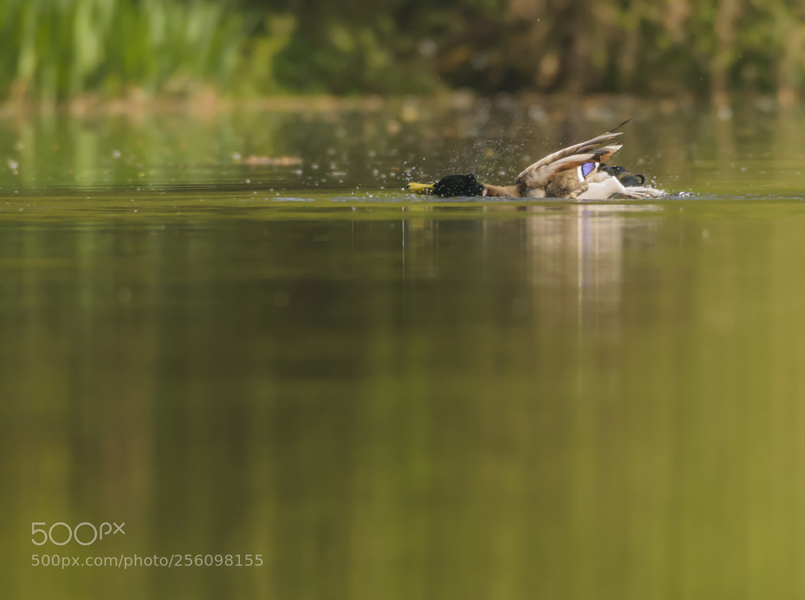 Nikon D3300 sample photo. Mallard photography
