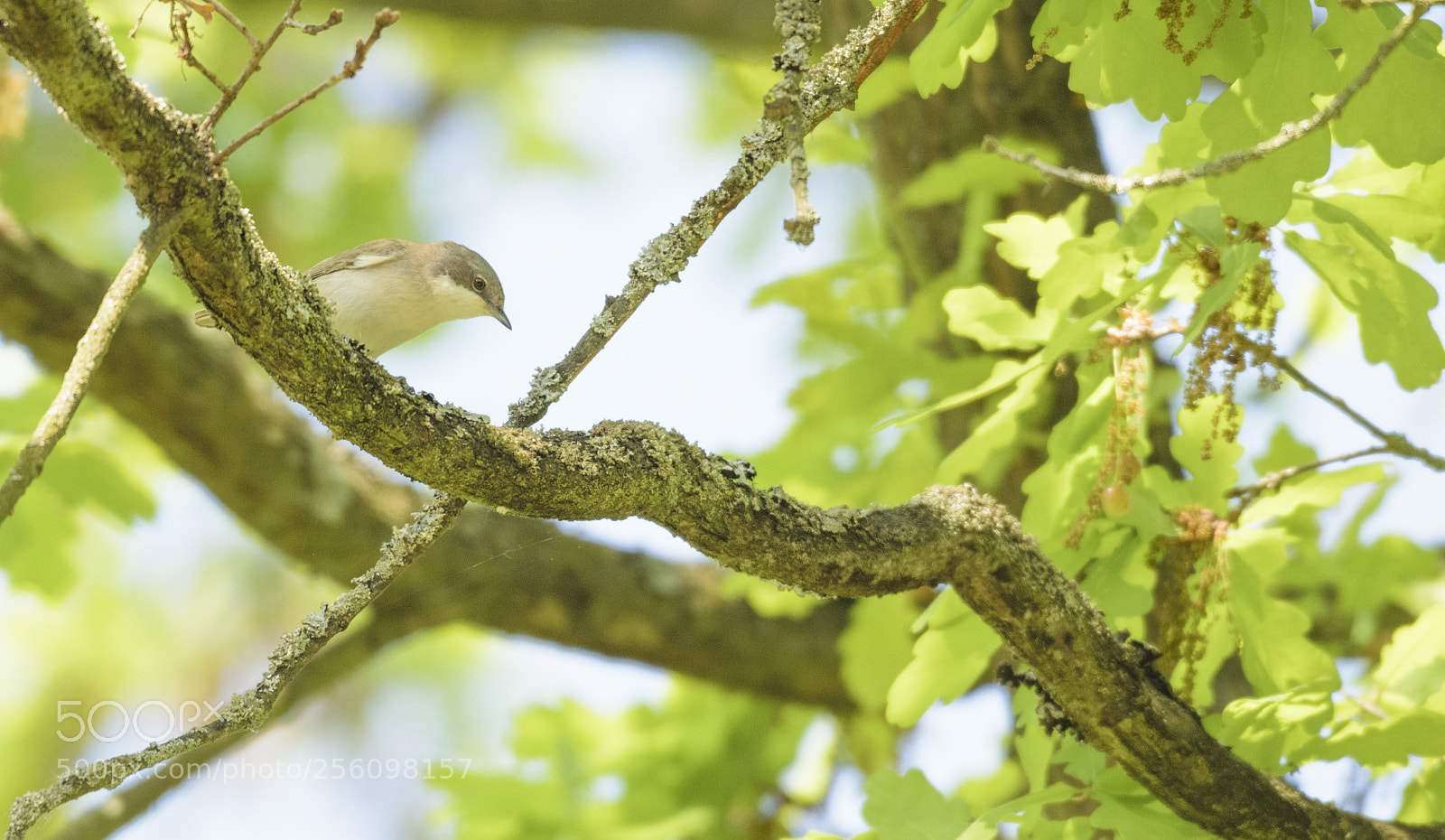 Nikon D3300 sample photo. Lesser whitethroat photography