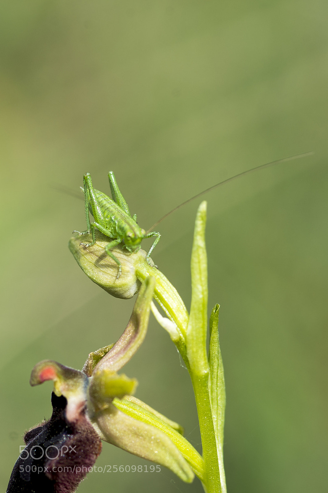 Nikon D600 sample photo. Grasshopper photography