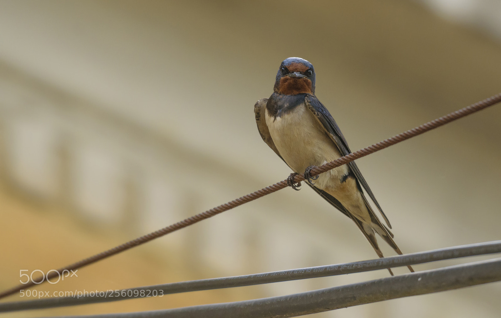 Nikon D3300 sample photo. Barn swallow photography