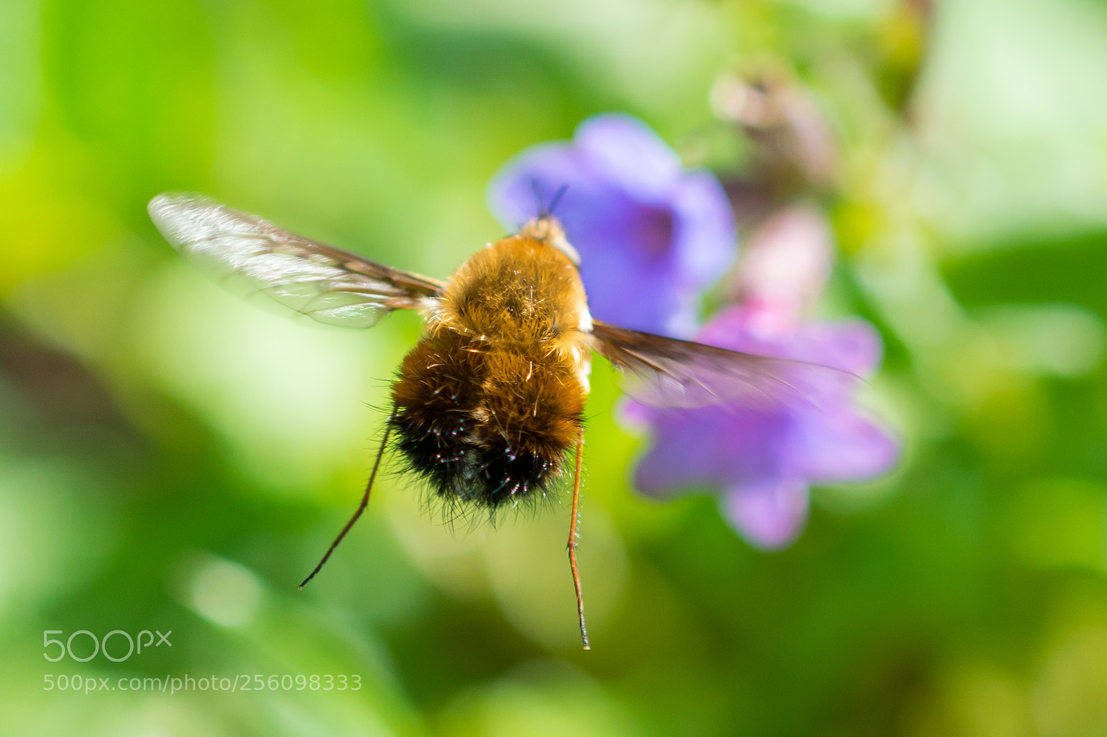 Nikon D5300 sample photo. Zum...zum photography