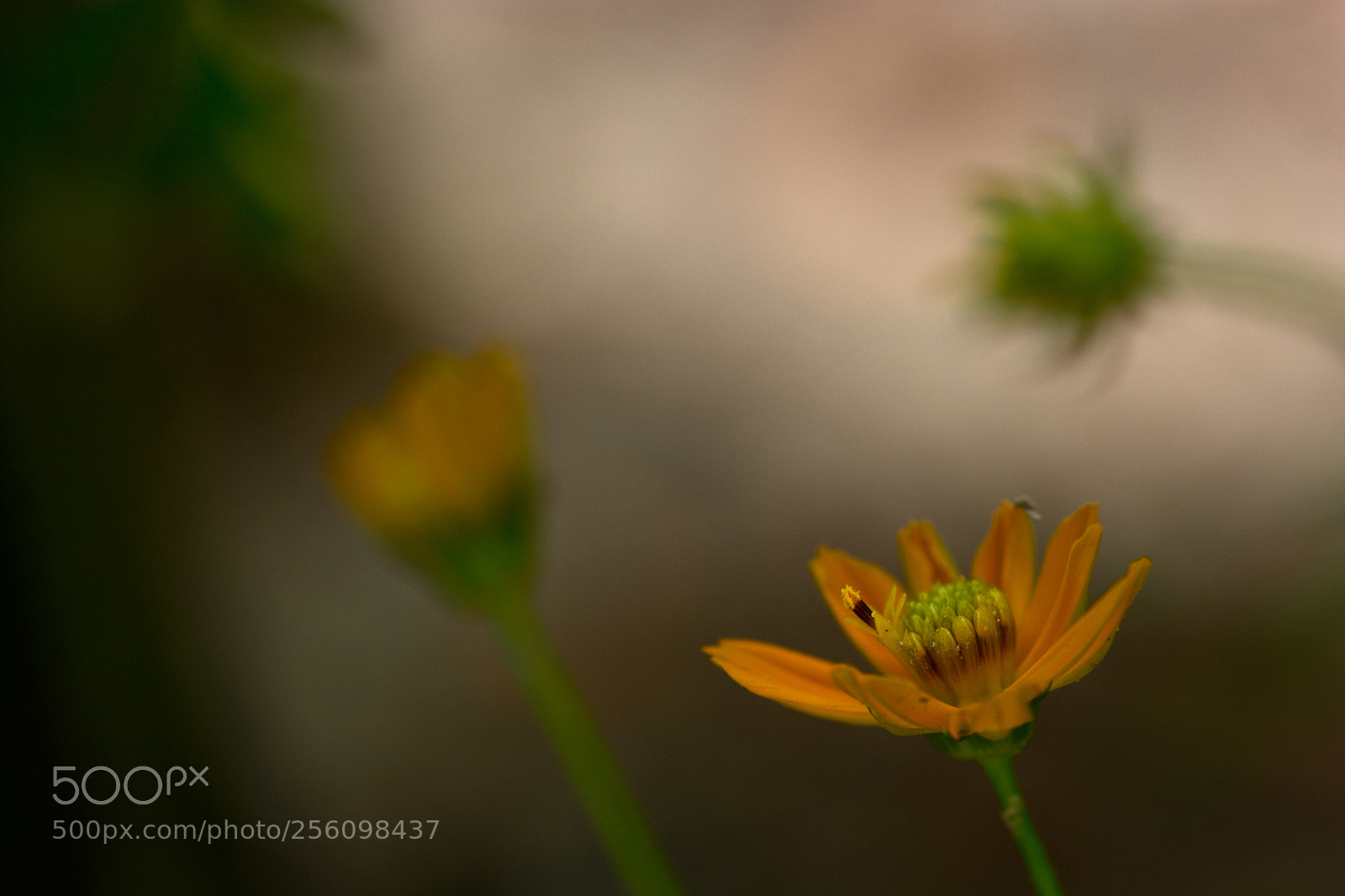 Nikon D7100 sample photo. Untitled photography