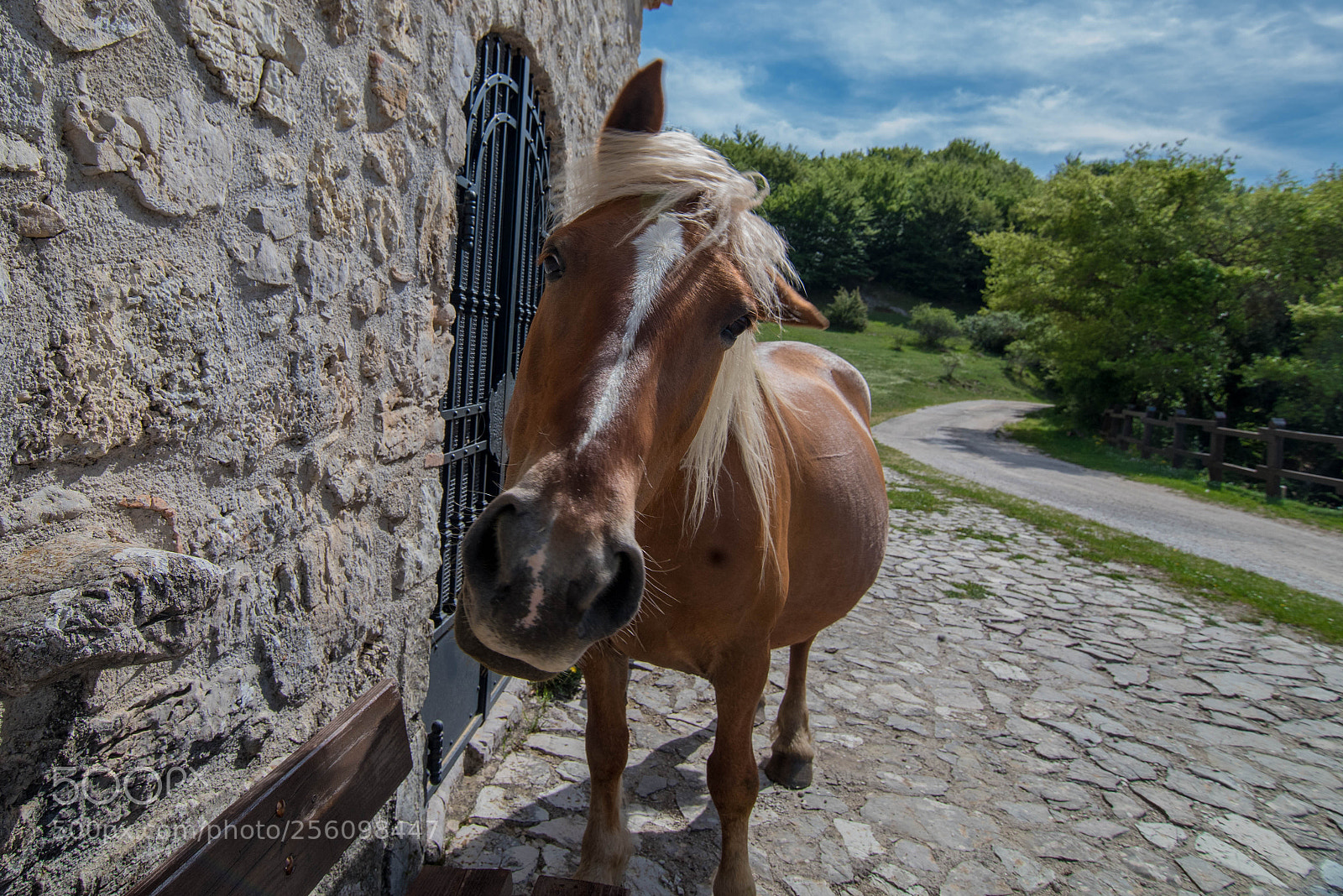 Nikon D750 sample photo. Curious horse photography