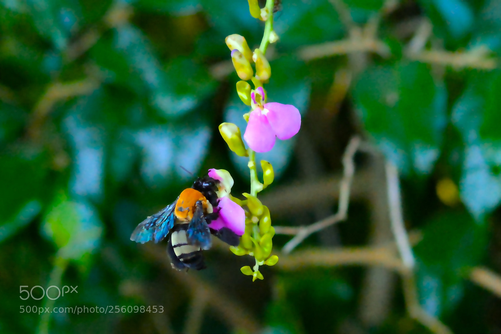 Nikon D7100 sample photo. Pollination photography