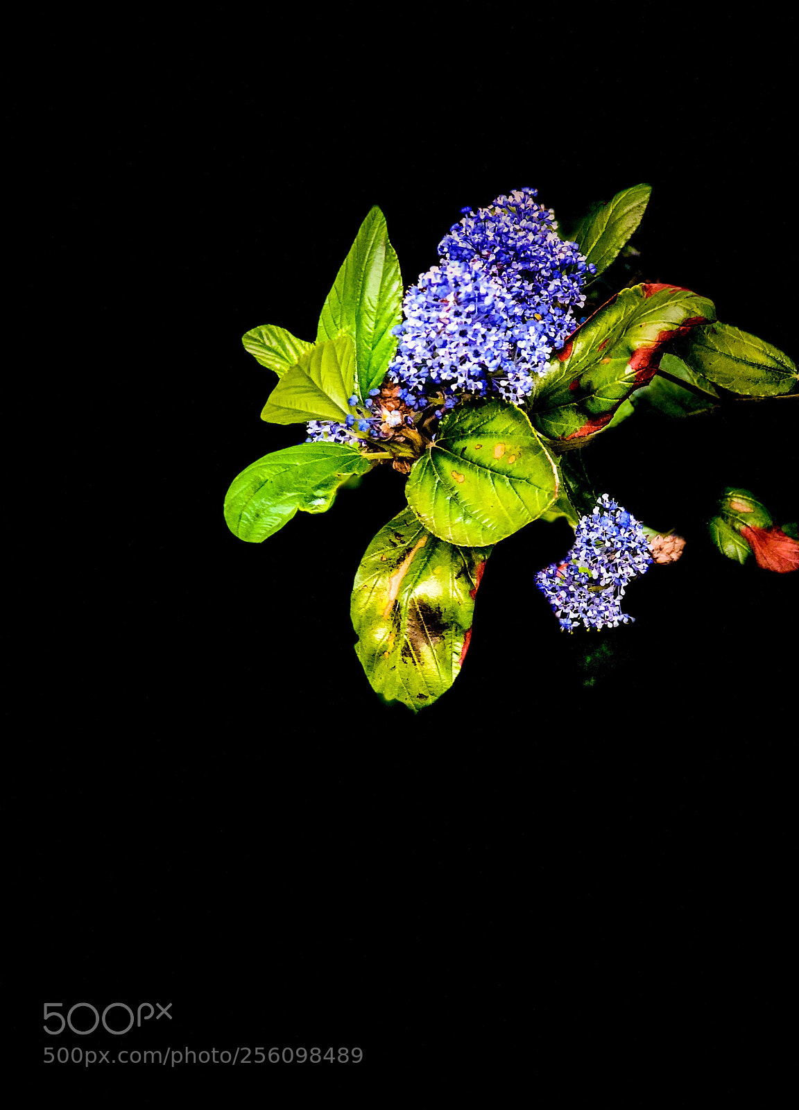Apple iPhone 8 Plus sample photo. Not so perfect beauty photography