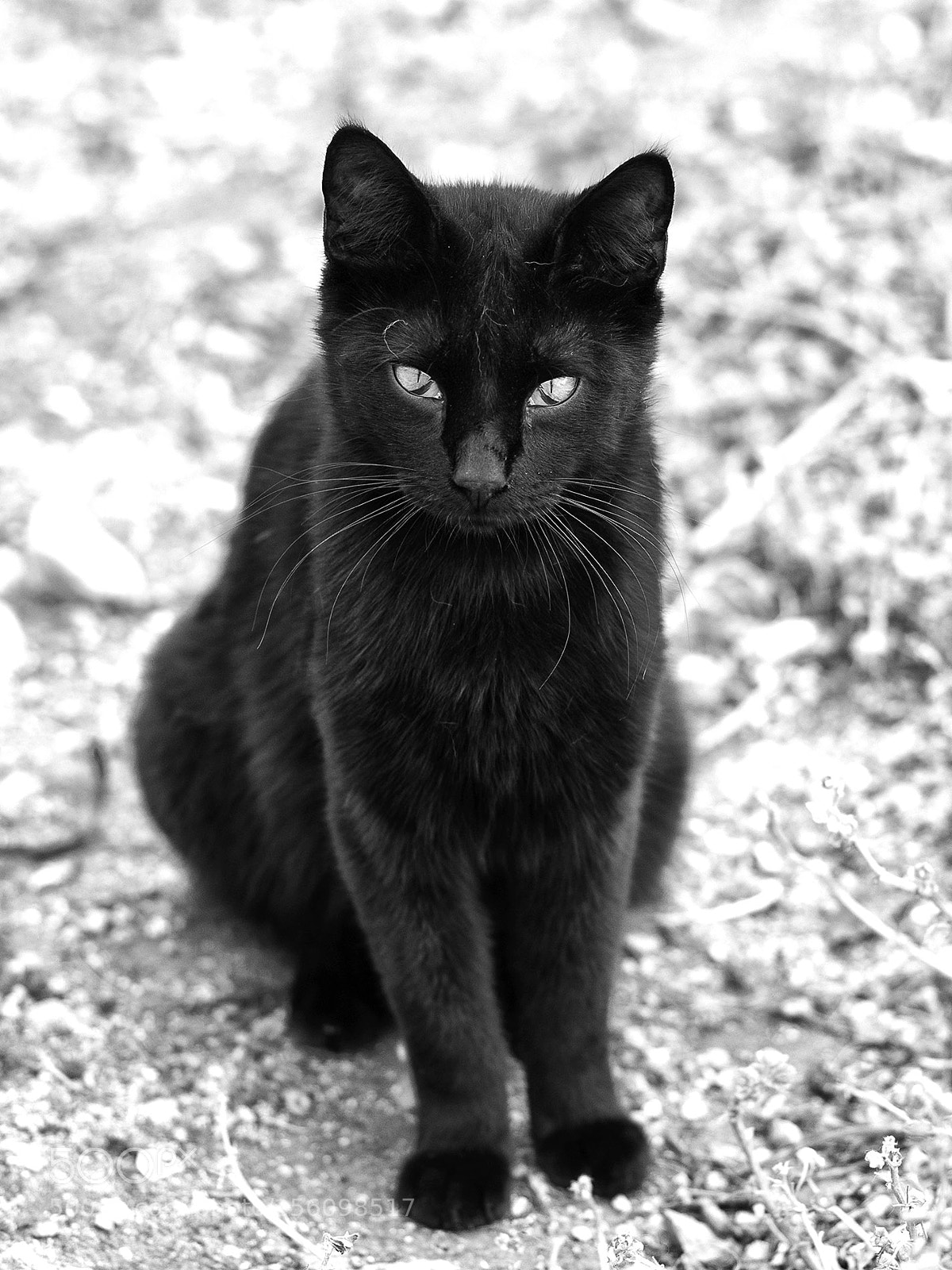 Olympus OM-D E-M1 sample photo. The black cat photography
