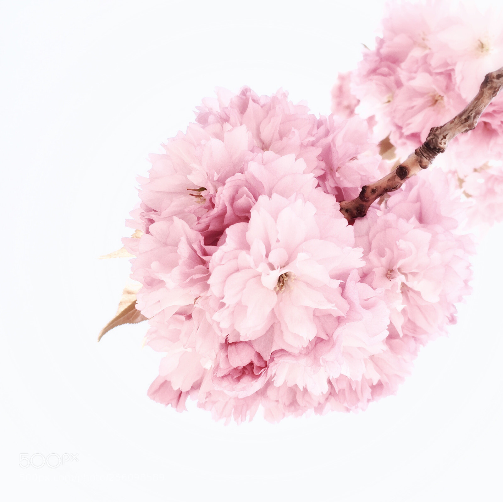 Apple iPhone 6 sample photo. Perfectly pink photography