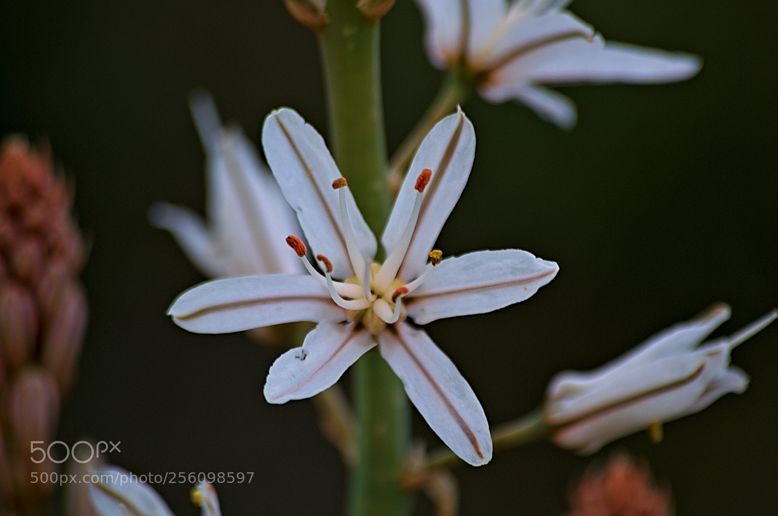 Nikon D3100 sample photo. Flor de primavera photography