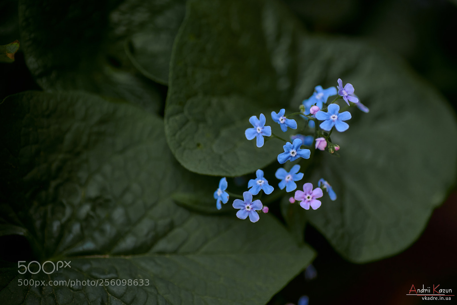 Nikon D750 sample photo. Forget-me-nots photography