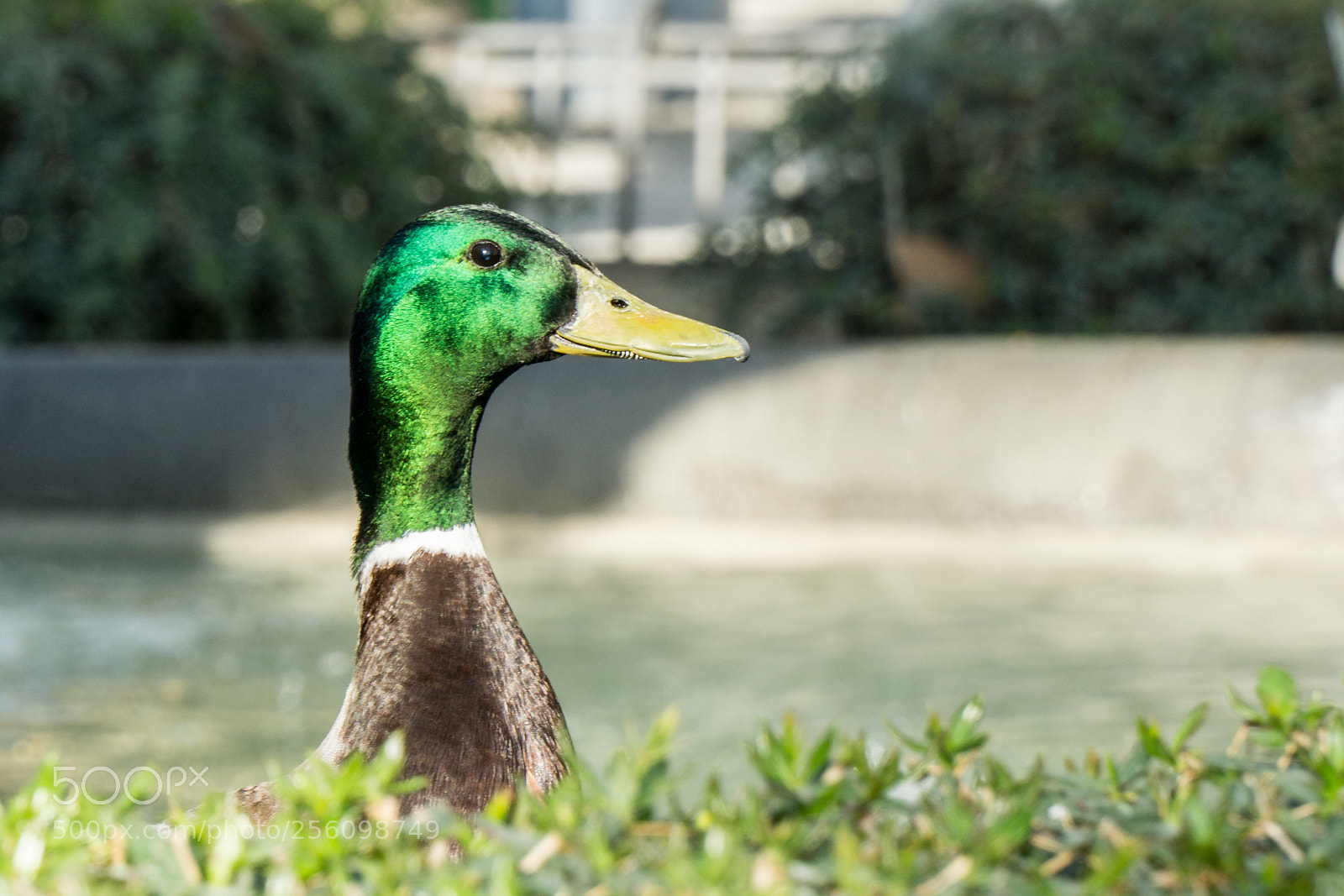 Sony a6000 sample photo. In the city of photography