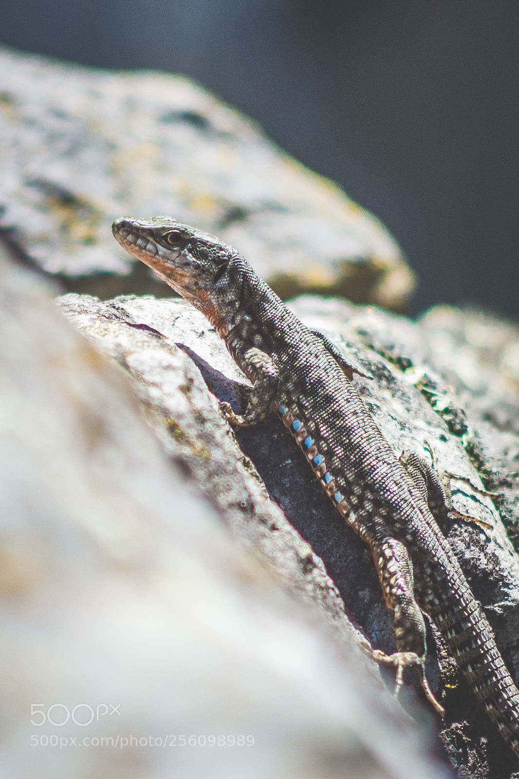 Nikon D7100 sample photo. Wall lizard photography