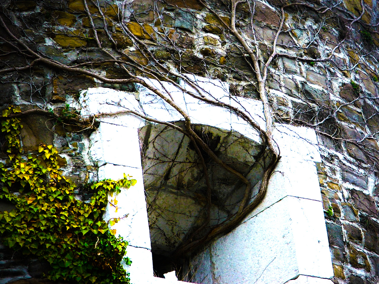 Fujifilm FinePix S5500 sample photo. An old, overgrown fortress. photography