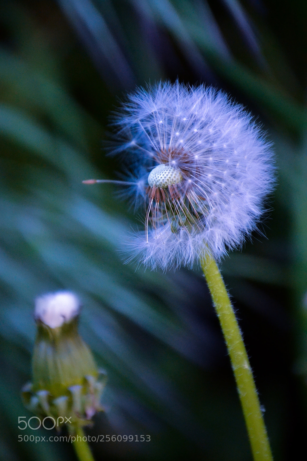 Nikon D3100 sample photo. Dandelion photography