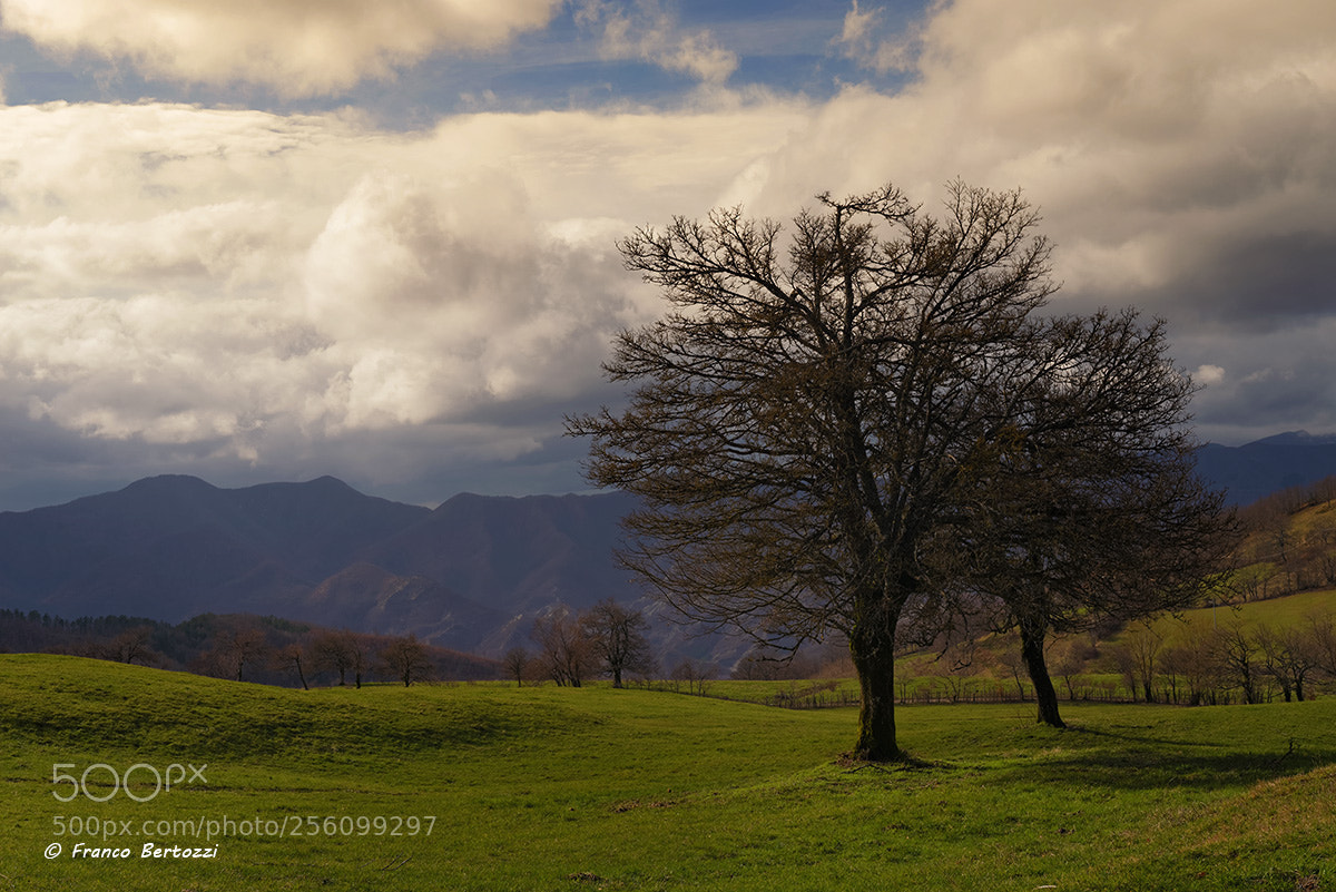 Nikon D610 sample photo. Trees photography