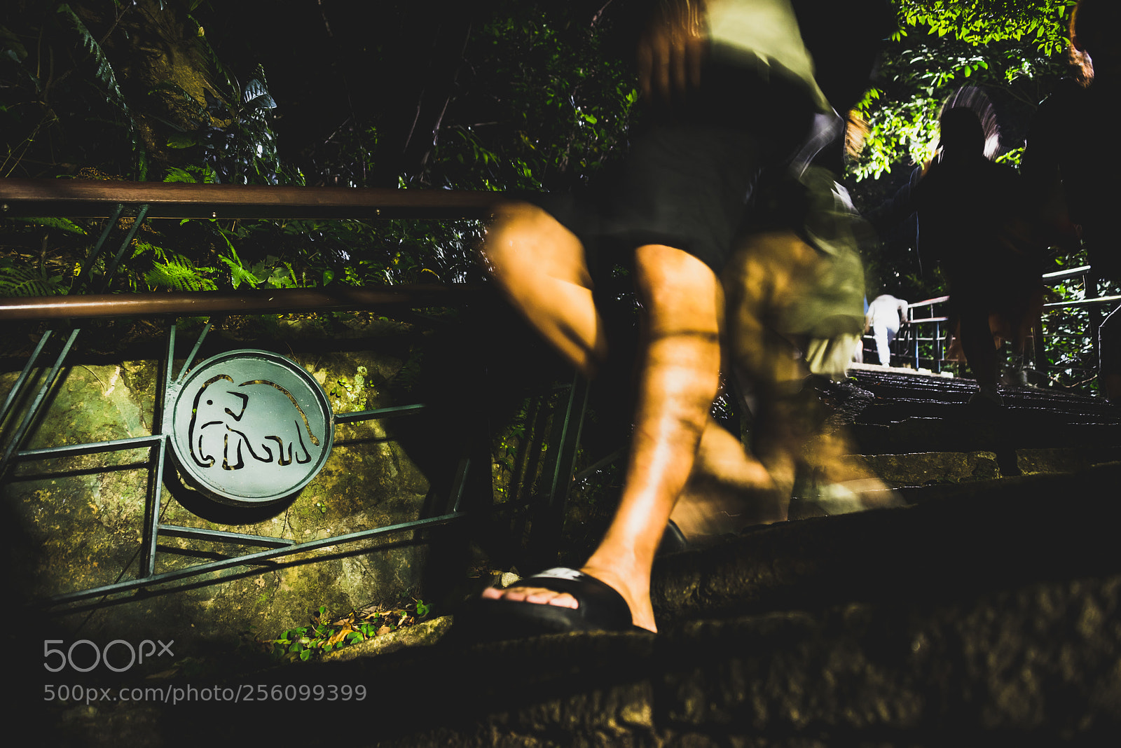 Nikon D750 sample photo. Elephant mountain trail photography
