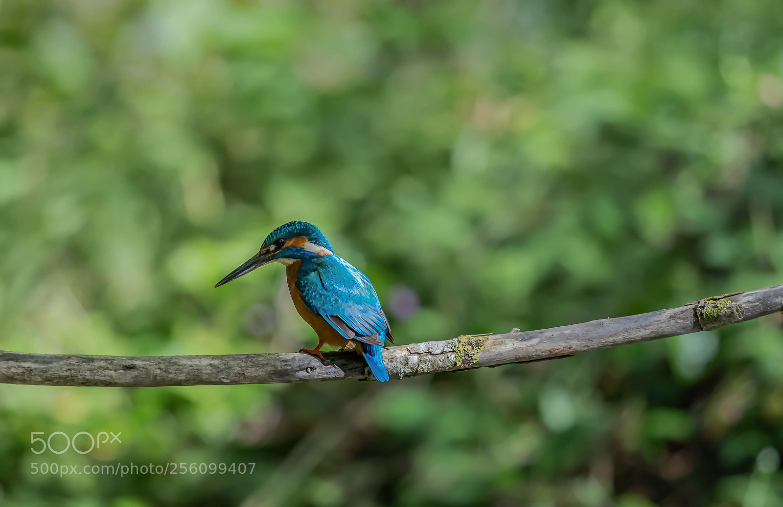 Nikon D7200 sample photo. Martin-pêcheur en mai photography
