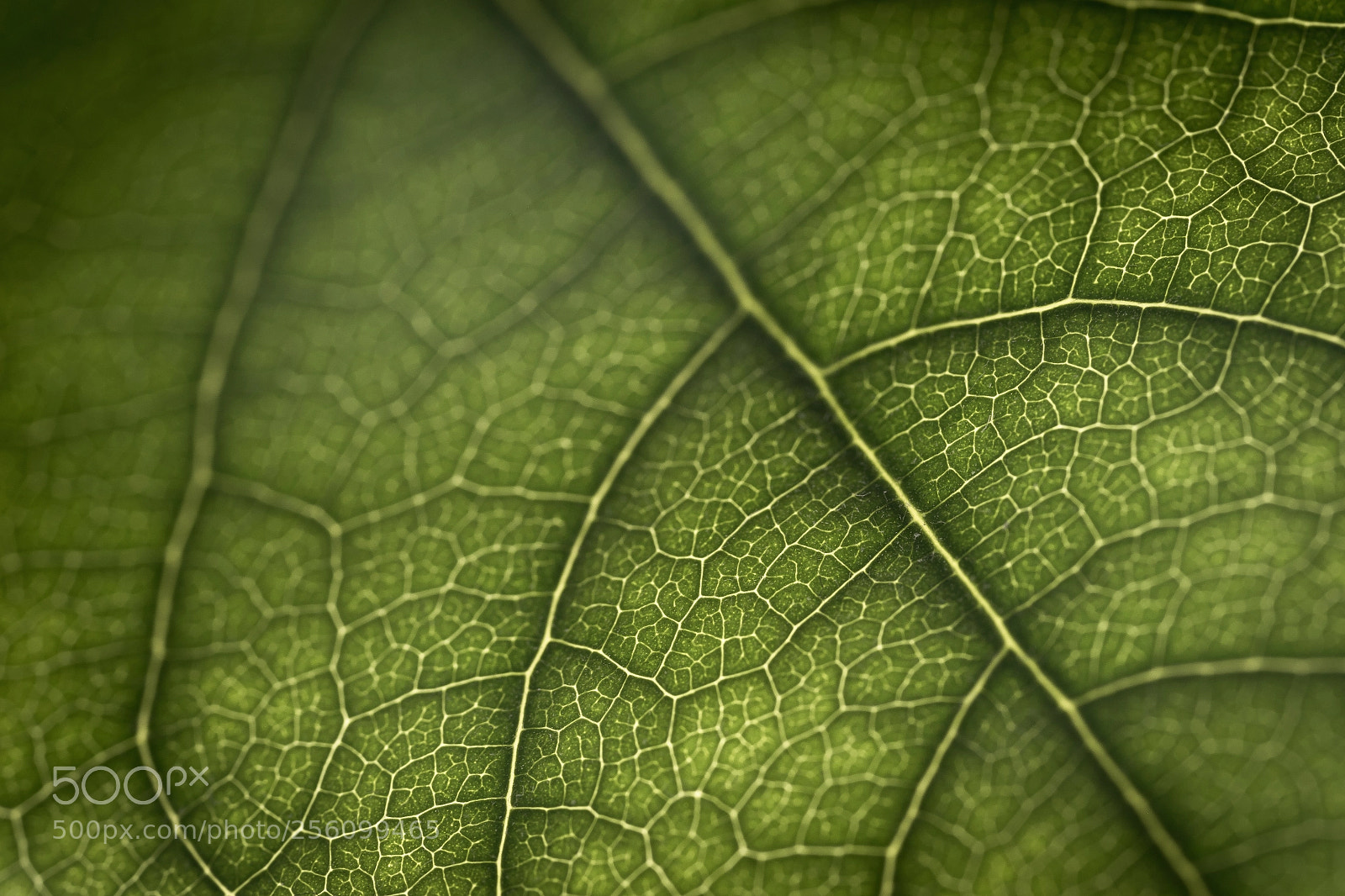 Sony a7 II sample photo. Leaf vein photography