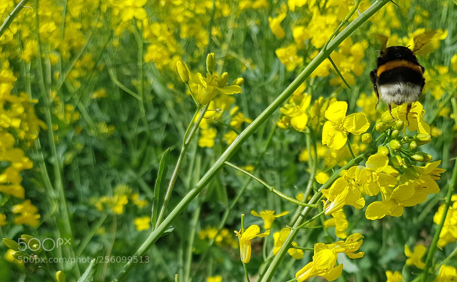 Samsung Galaxy S8 sample photo. Trzmiel photography